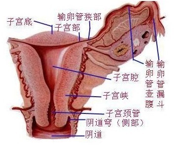 女性附件示意图