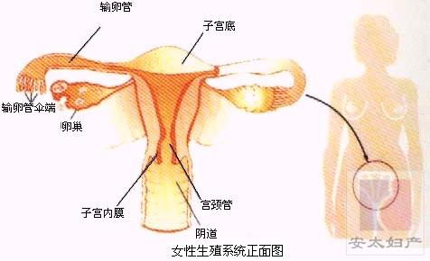 女性生殖器官正面剖析图