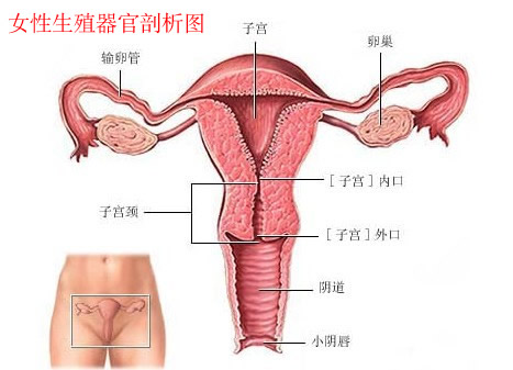 女性生殖器官示意图